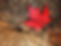 fall-2809845.jpg